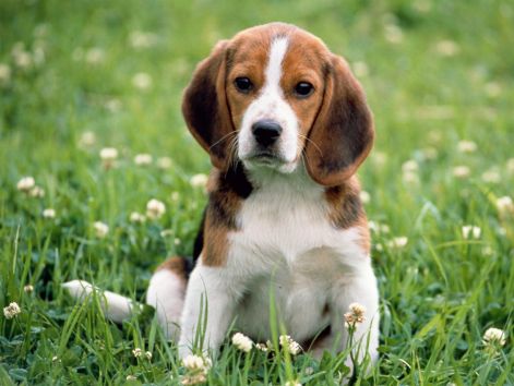 beagle-love.jpg